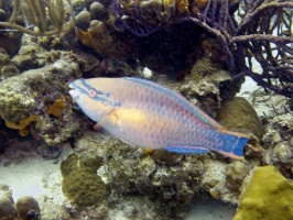 IMG 4185 Princess Parrotfish